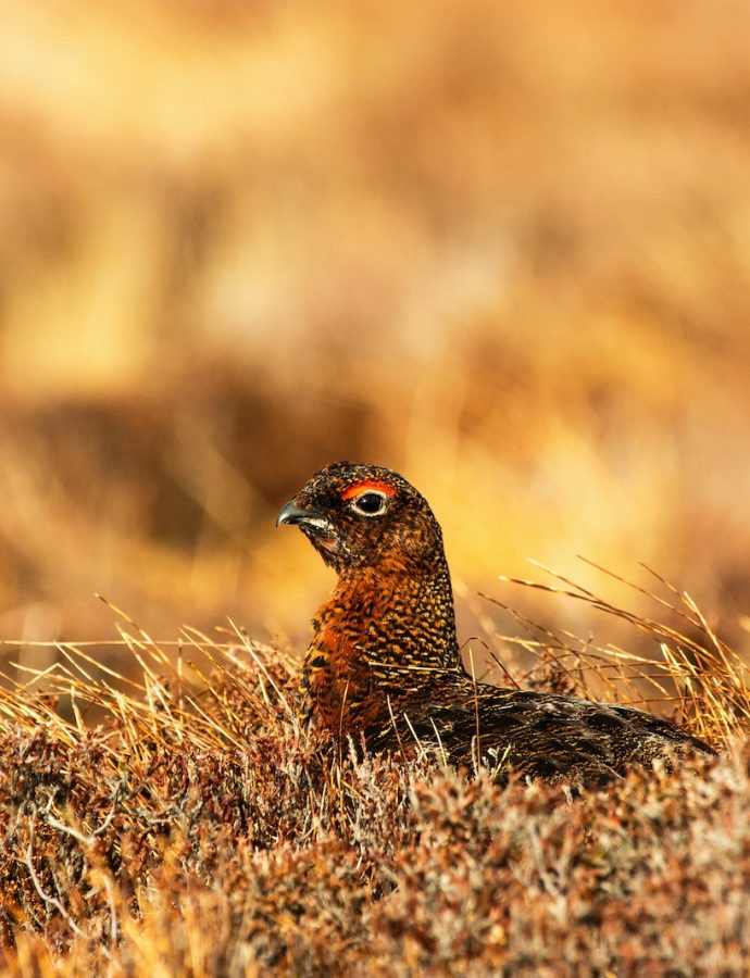 All About Grouse