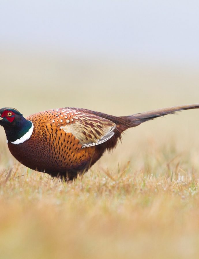 All About Pheasant