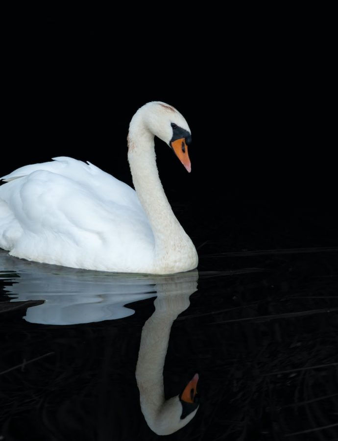 All About Swan