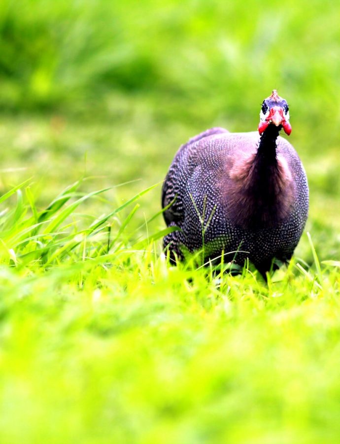 All About Guinea Fowl